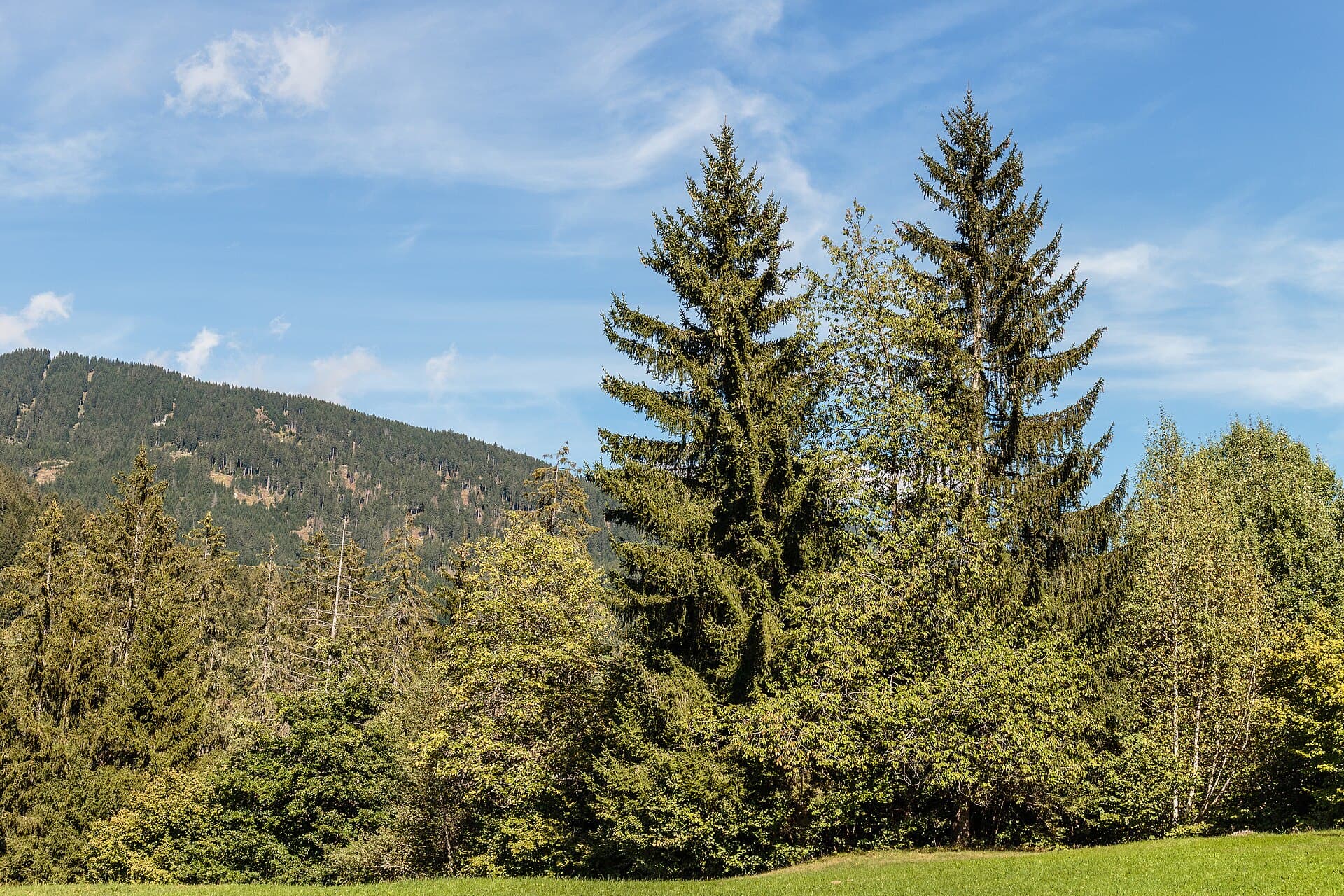 Switzerland landscape: Alm bij boerenschuur. Waltensburg. 18-09-2022. (actm.) 02