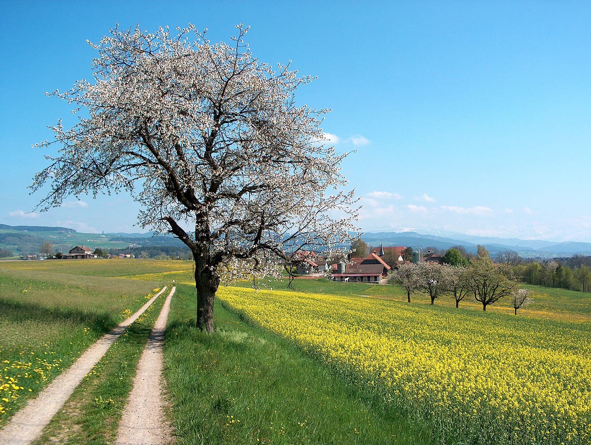 Switzerland landscape: Frühlingslandschft Aaretal Schweiz